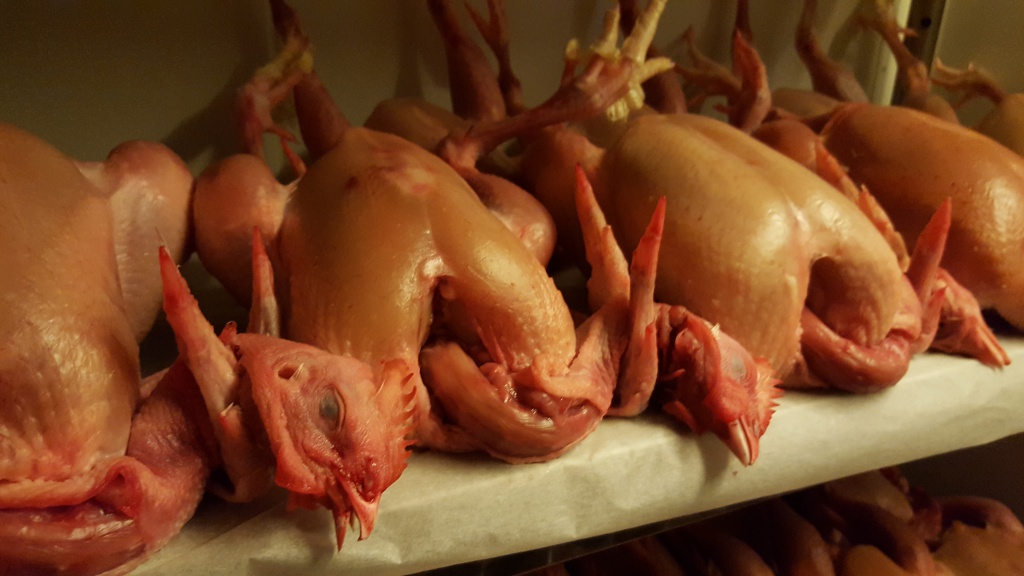 Hühner im Reifeschrank der Gutsküche